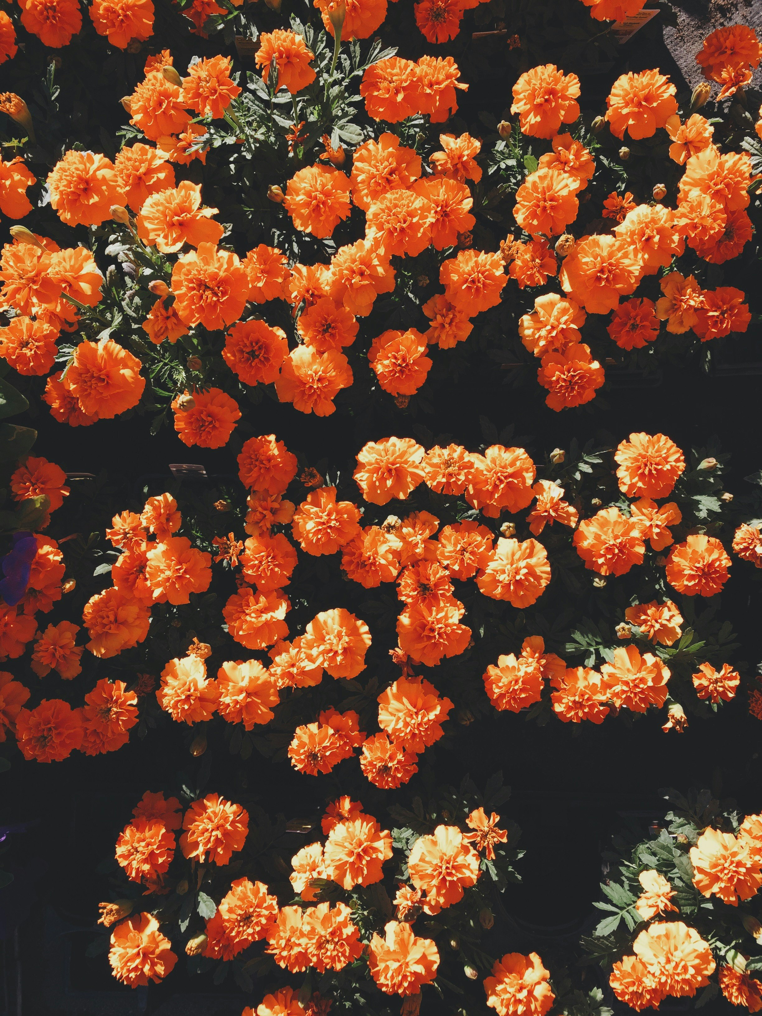 blooming orange petaled flowers at daytime